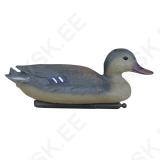 Mallard Female