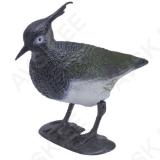 Northern Lapwing (Vanellus)