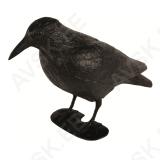 Raven